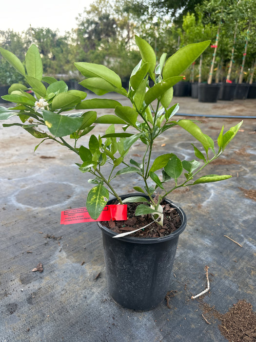 Grapefruit Red Ruby Bush