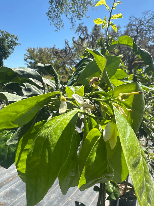 Orange - Navel Tree