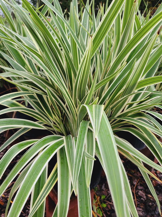 Dianella Flax Lily