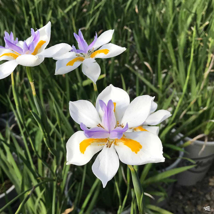 African Iris