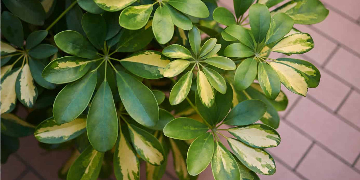 dwarf schefflera heptapleurum arboricola Dwarf Umbrella Tree — Jolly Green Nursery