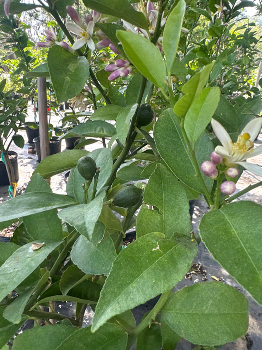 Lemon Meyers Tree