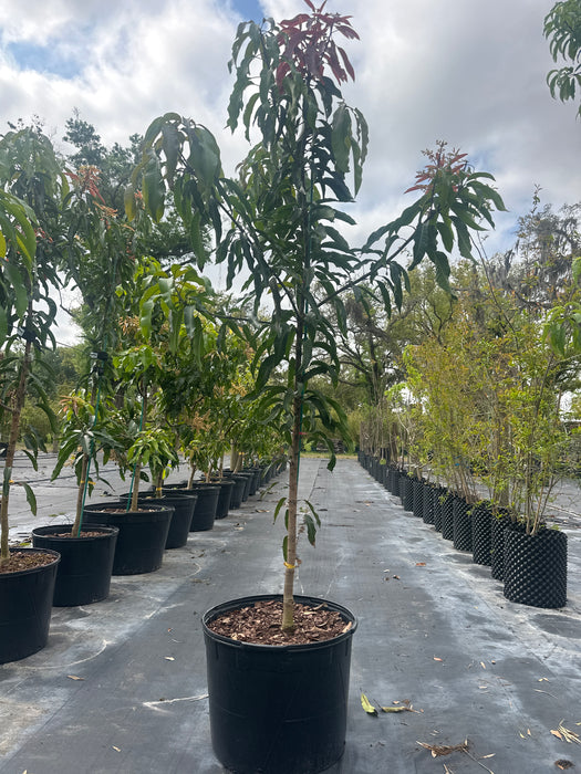Mango-Glenn Tree by Zills