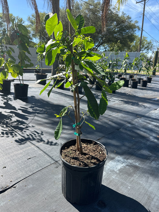 Cashew Nut Tree (Cashewnut)