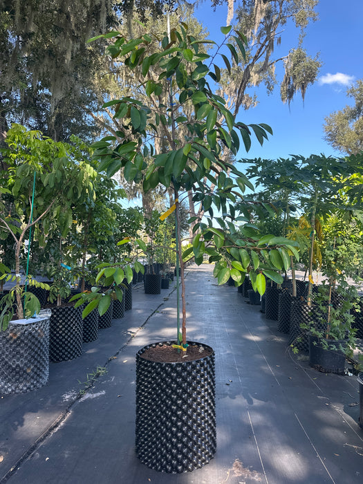 Caimito Tree - Green