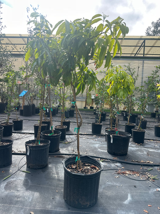 Lychee Mauritius Tree