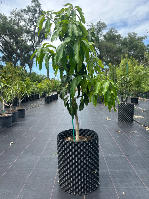 Mango-Nam Doc Mai Tree by Zills