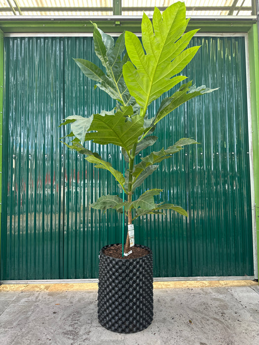 Breadfruit Tree