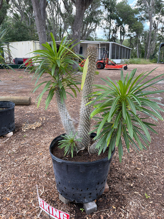 Madagascar Palm — Jolly Green Nursery
