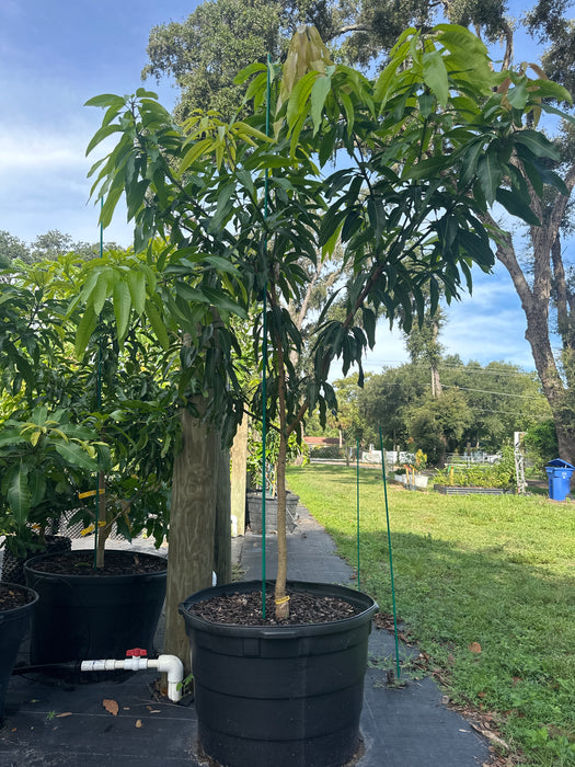 Mango-Tommy Atkins Tree by Zills