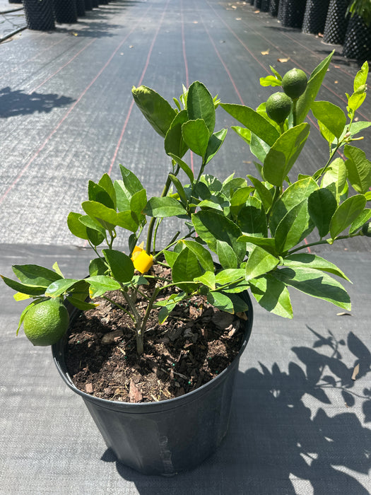Lemon Meyers Bush