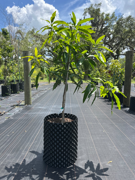Mango-Mallika Tree
