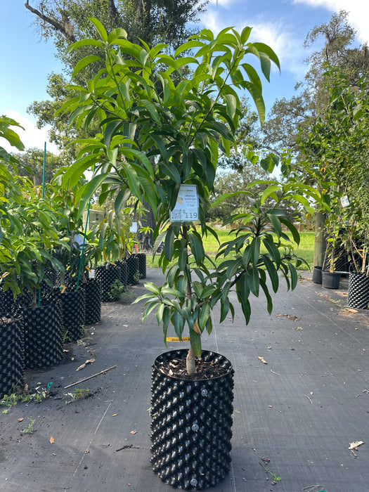Mango-Jahangir Tree by Zills Jahanger