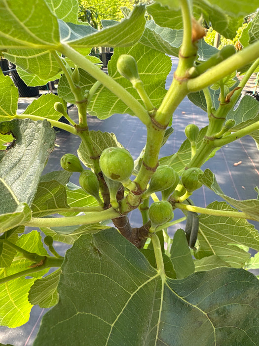 Fig Celeste Tree