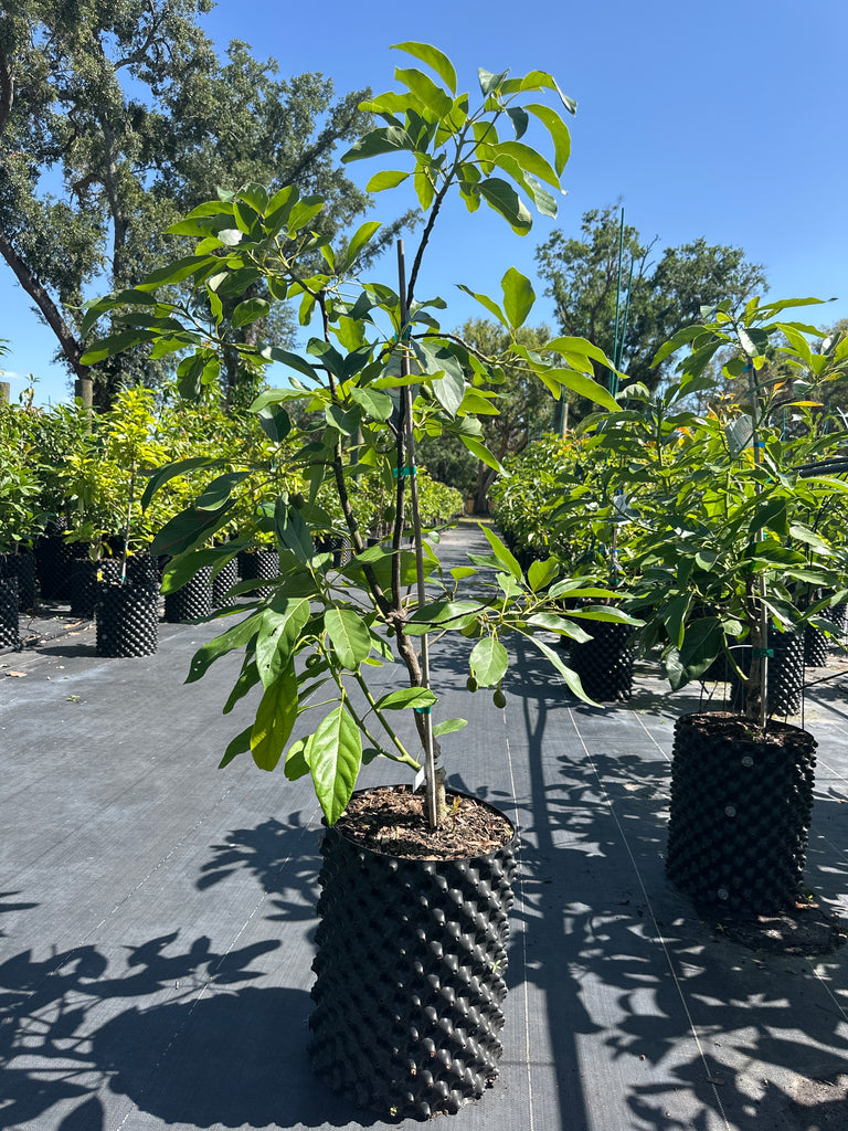 Avocado-Hass (Haas) Tree Type A — Jolly Green Nursery