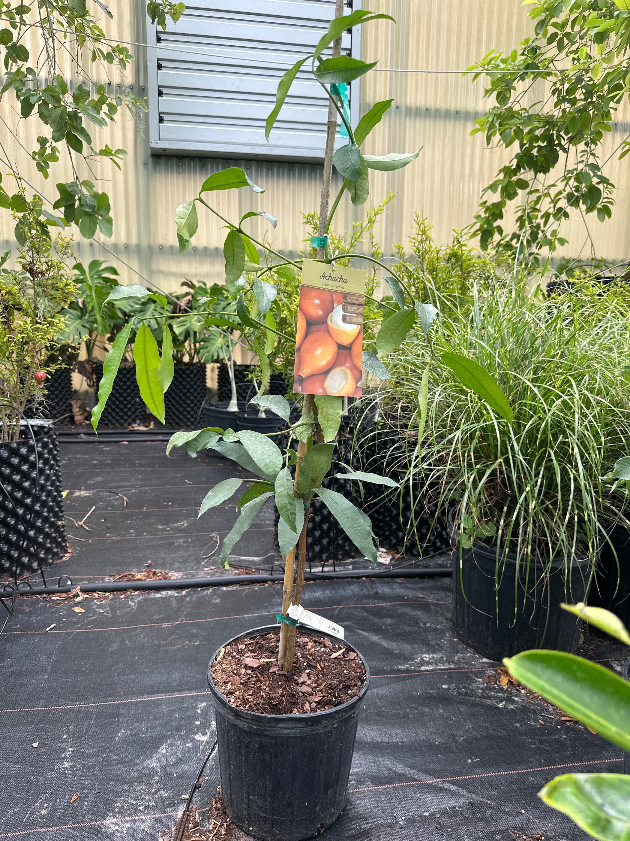 Achacha Tree — Jolly Green Nursery