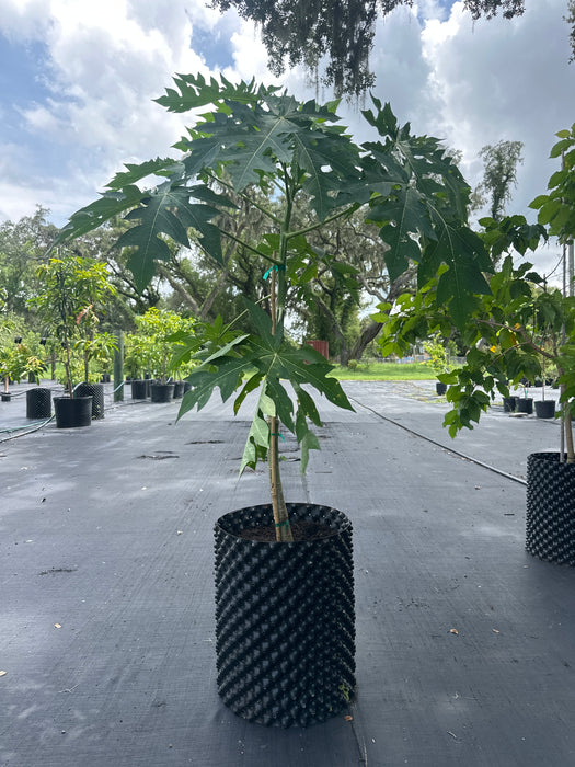 Papaya-Red Lady