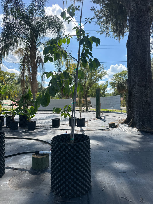 Persimmon-American Tree