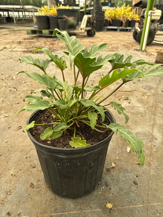 philodendron xanadu cold tolerance Philodendron-Xanadu — Jolly Green Nursery