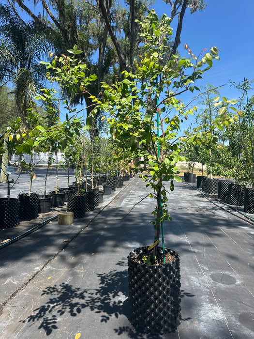 Carambola Kari Tree