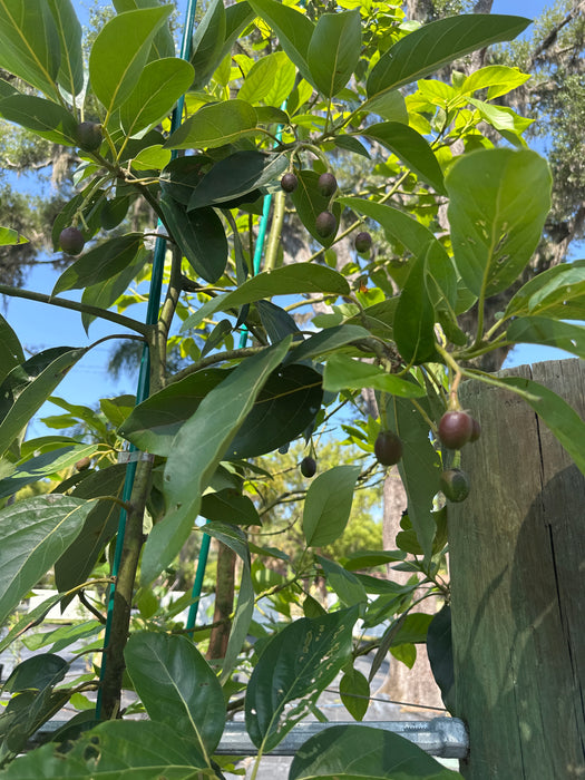 Avocado-Bacon Tree Type B