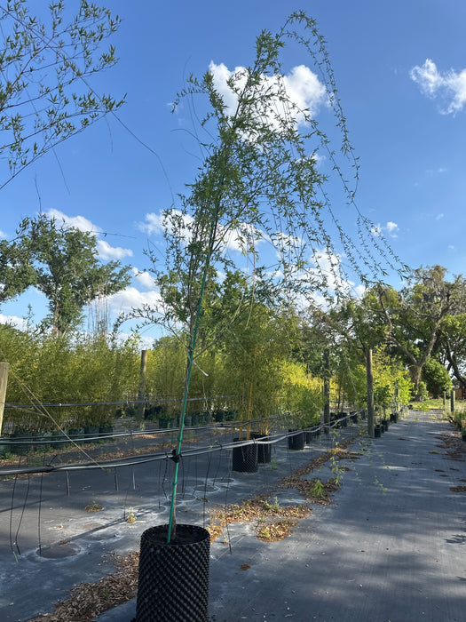 Weeping Willow Tree — Jolly Green Nursery