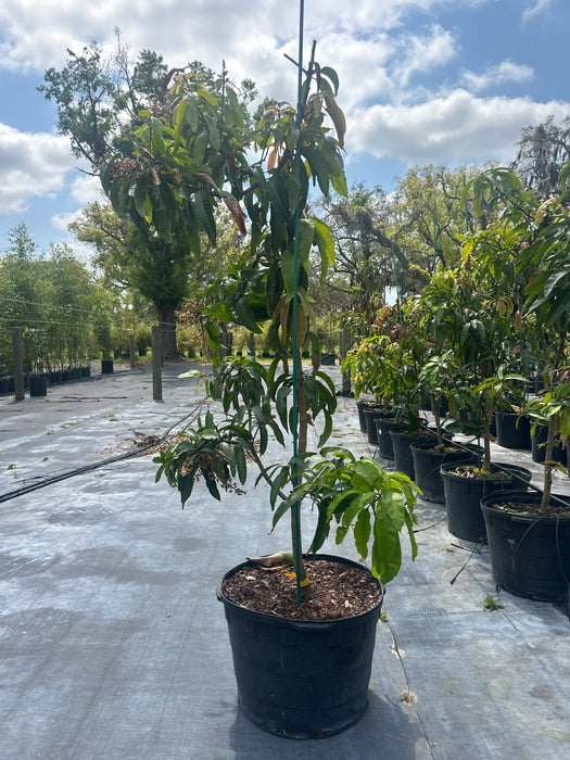 Mango-Sugar Loaf Tree by Zills