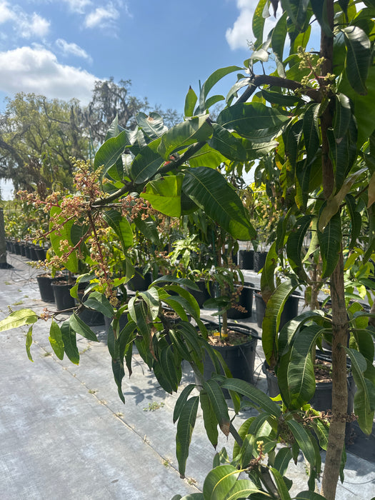 Mango-Sugar Loaf Tree by Zills