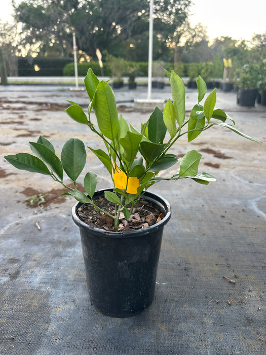 Lemon Meyers Bush