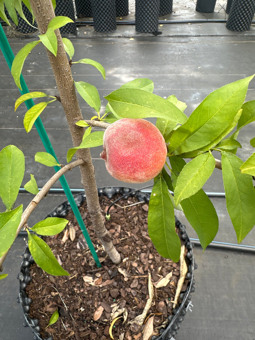 Peach-Tropic Beauty Tree