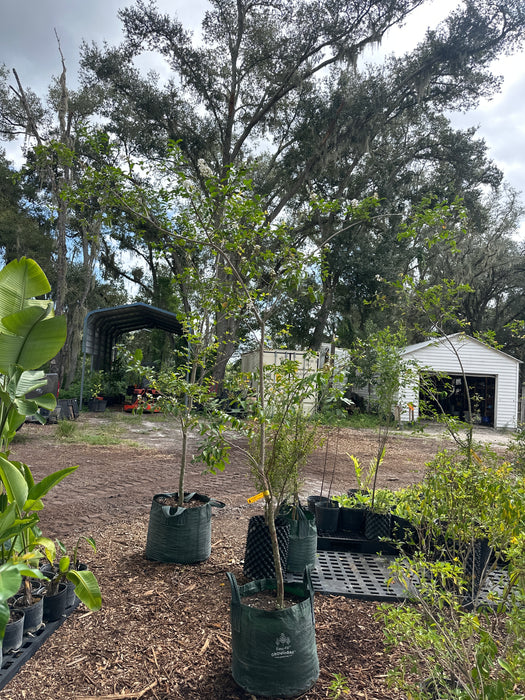 Crape / Crepe Myrtle 4 Varieties