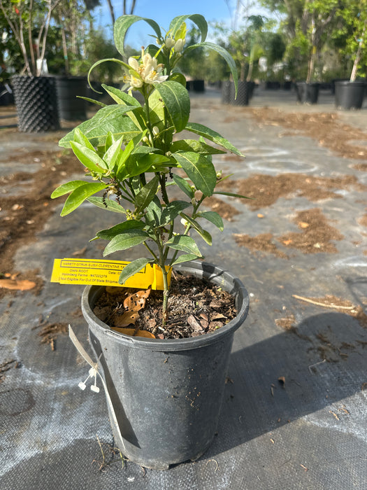 Tangerine - Mandarin Clementine Bush