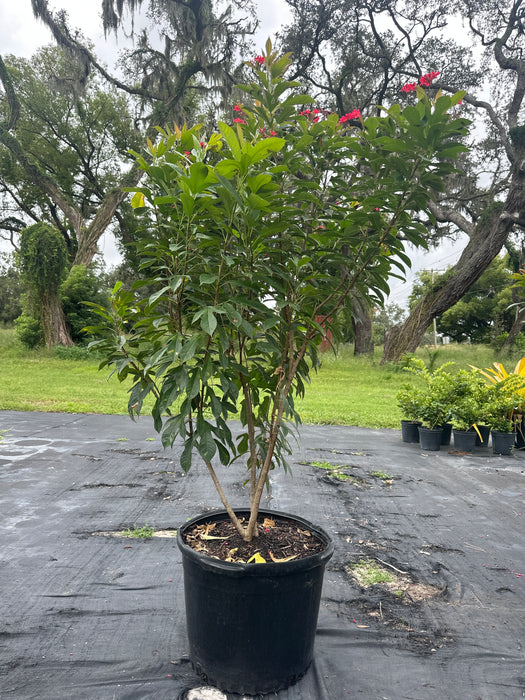 Jatropha (Shrubs & Trees)