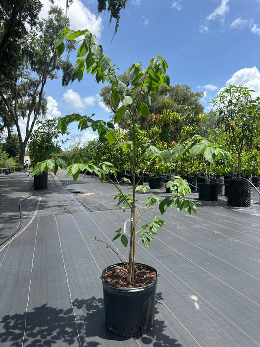 Strawberry Tree