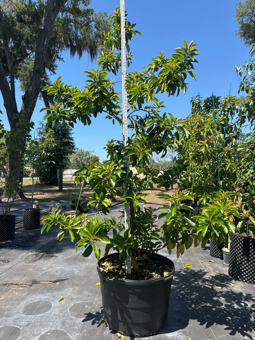 Avocado-Donnie-Doni Tree Type A