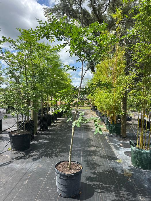 Crape / Crepe Myrtle 4 Varieties