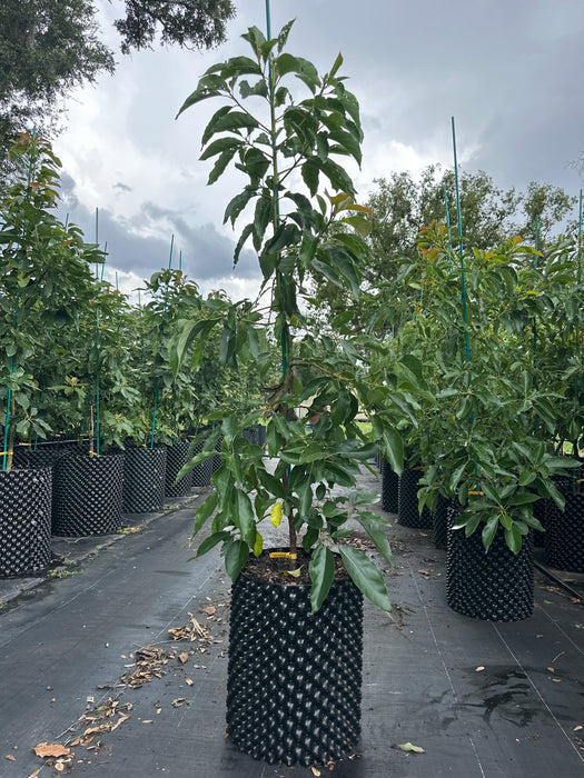 Monero Tree Avocado-Monroe Tree Type B — Jolly Green Nursery