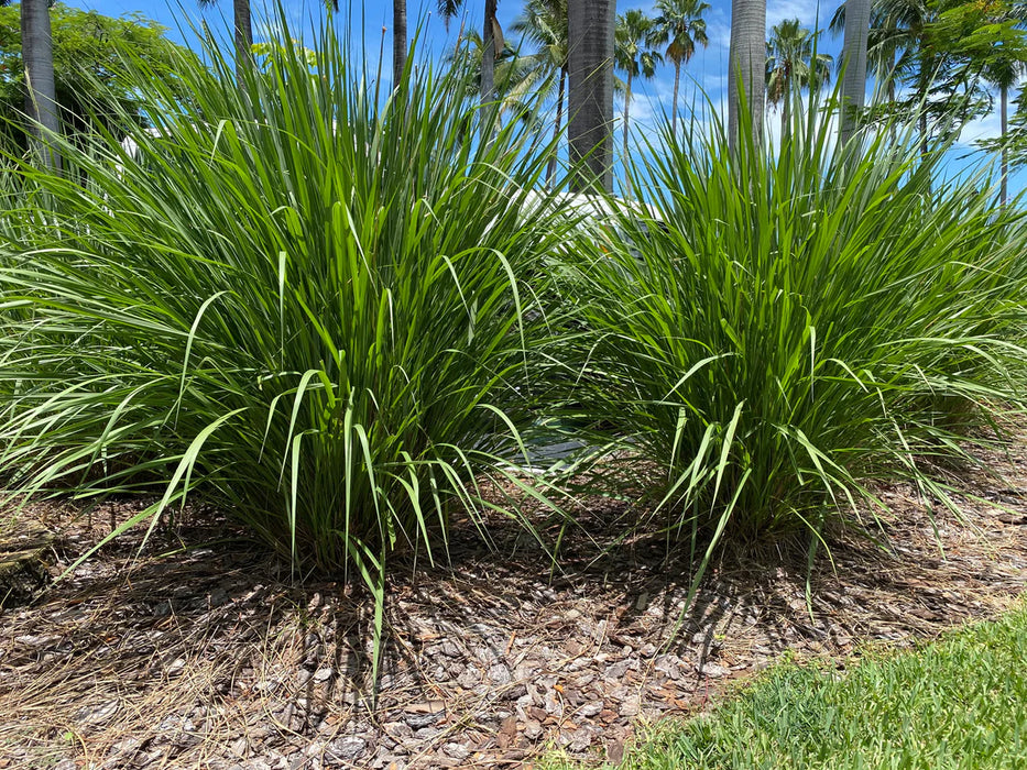 Fakahatchee Grass