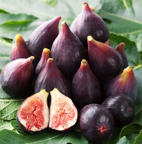 Fig Celeste Tree