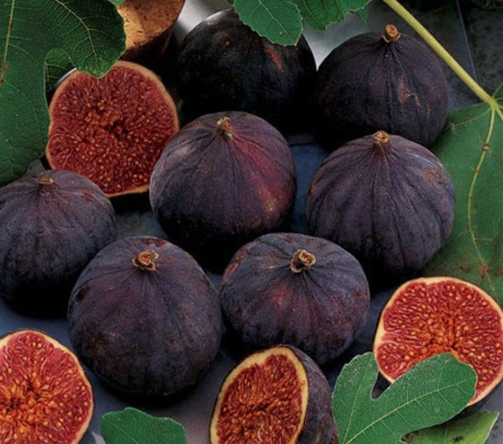 Fig 'Chicago Hardy'