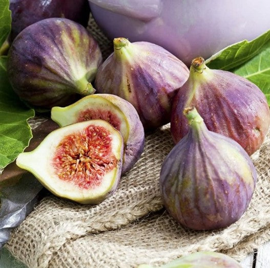 Fig 'Magnolia'