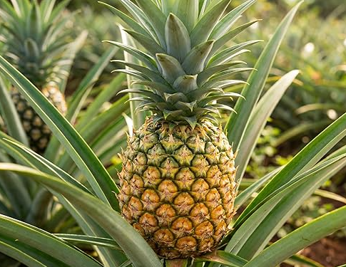 Pineapple Florida Special