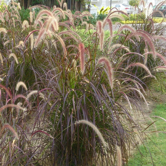 Red Fountain Grass