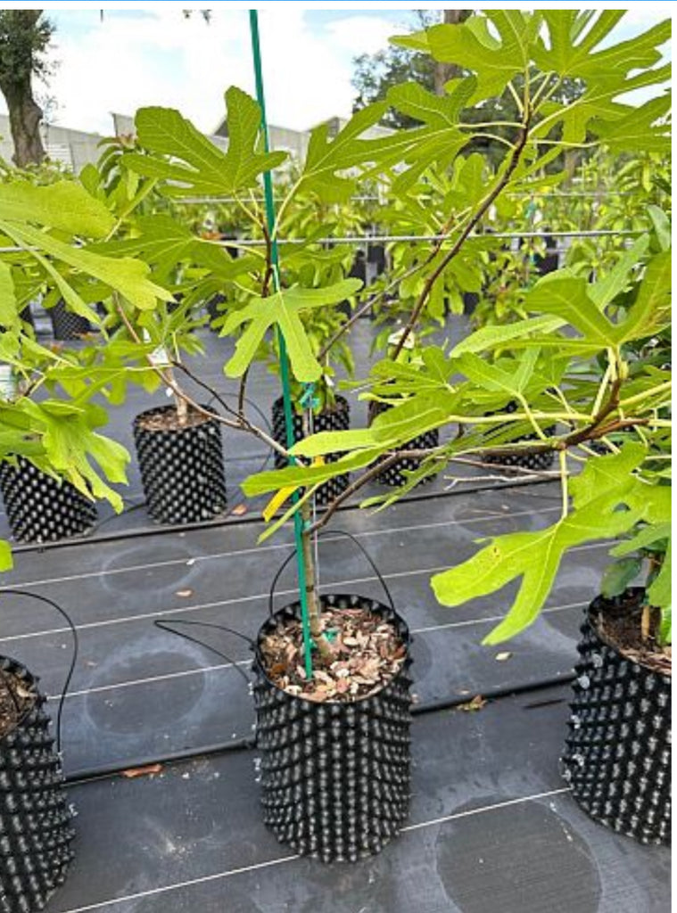 Fig Olympia — Jolly Green Nursery
