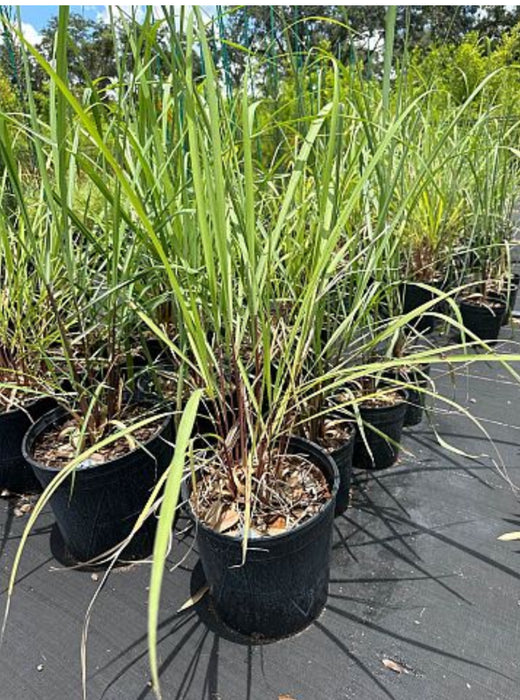 Lemon Grass