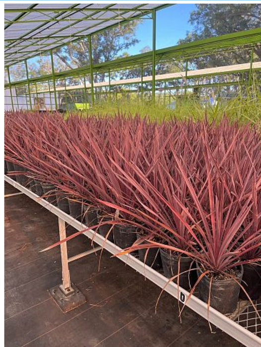 Cordyline Red Sensation