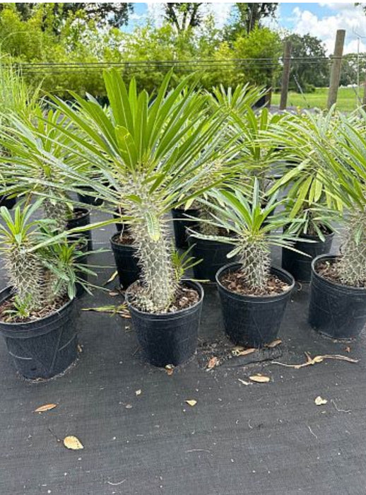 Madagascar Palm