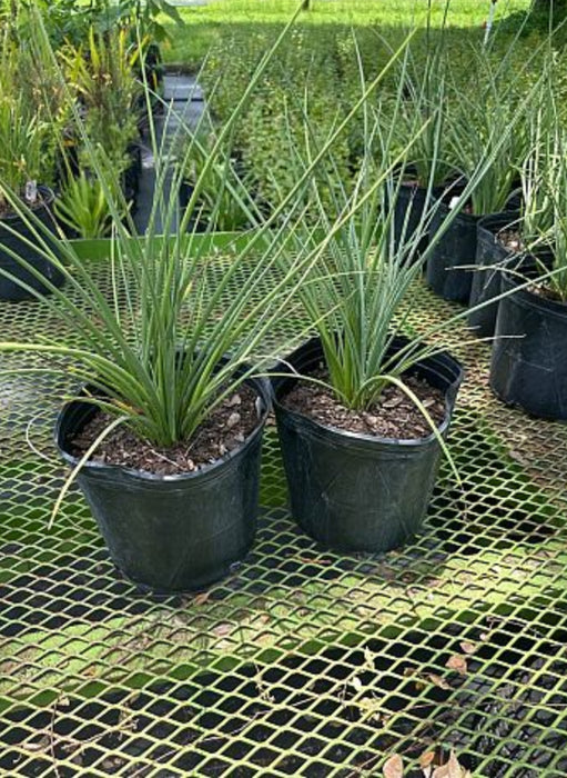 Red False Yucca / Red Yucca