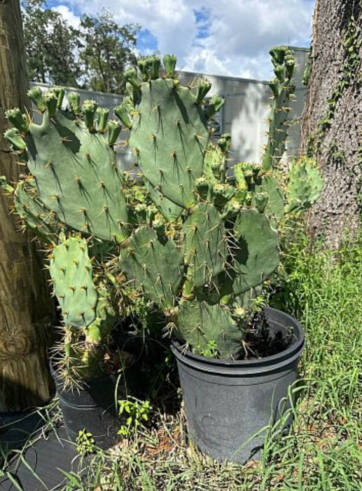 Prickly Pear Cactus