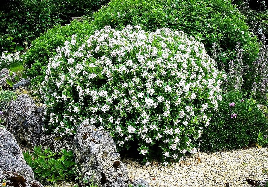 Gardenia Frost Proof Plant